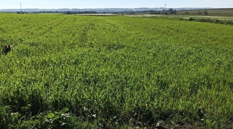 Huelva - San Juan del Puerto - 36000m2