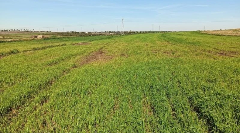 Huelva - San Juan del Puerto - 36000m2