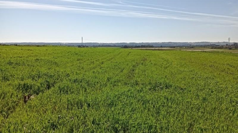 Huelva - San Juan del Puerto - 36000m2