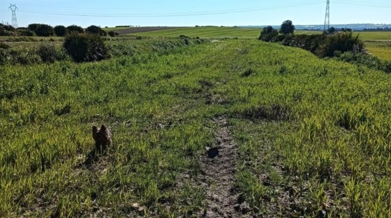 Huelva - San Juan del Puerto - 36000m2