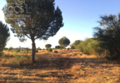 Terreno no urbanizable en venta en la España, Almonte, ref: TR341074 foto