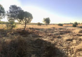 Terreno no urbanizable en venta en la España, Almonte, ref: TR341074 foto