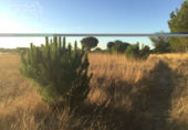 Terreno no urbanizable en venta en la España, Almonte, ref: TR341074 foto