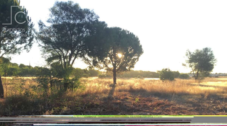 Huelva - Almonte - 30000m2