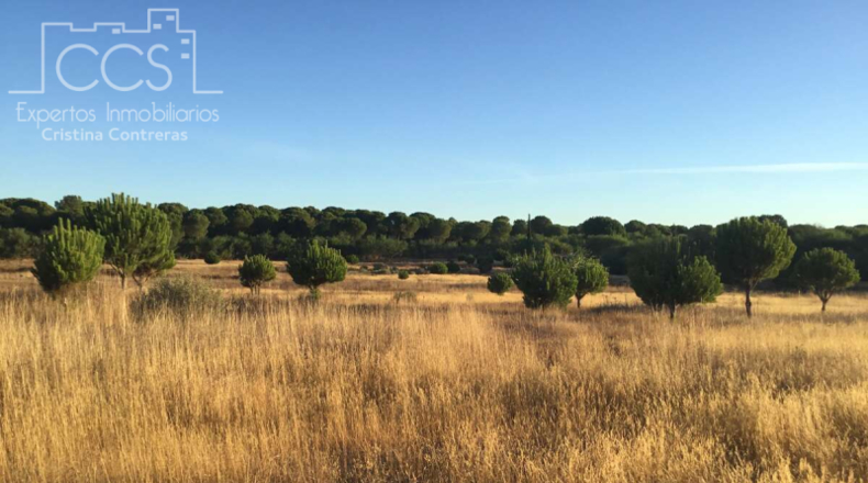 Huelva - Almonte - 30000m2