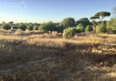 Terreno no urbanizable en venta en la España, Almonte, ref: TR341074 foto