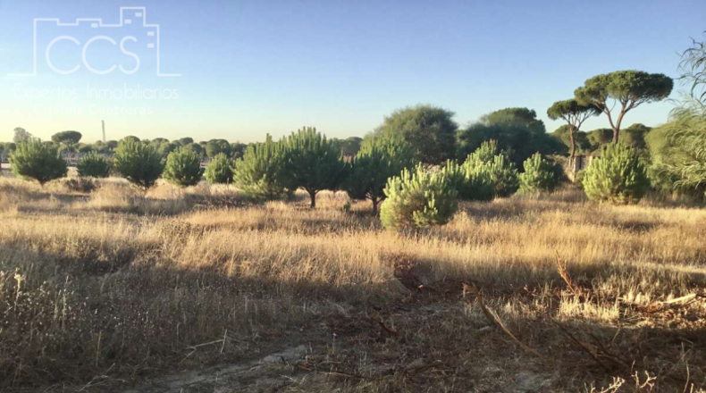 Huelva - Almonte - 30000m2