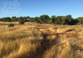 Terreno no urbanizable en venta en la España, Almonte, ref: TR341074 foto