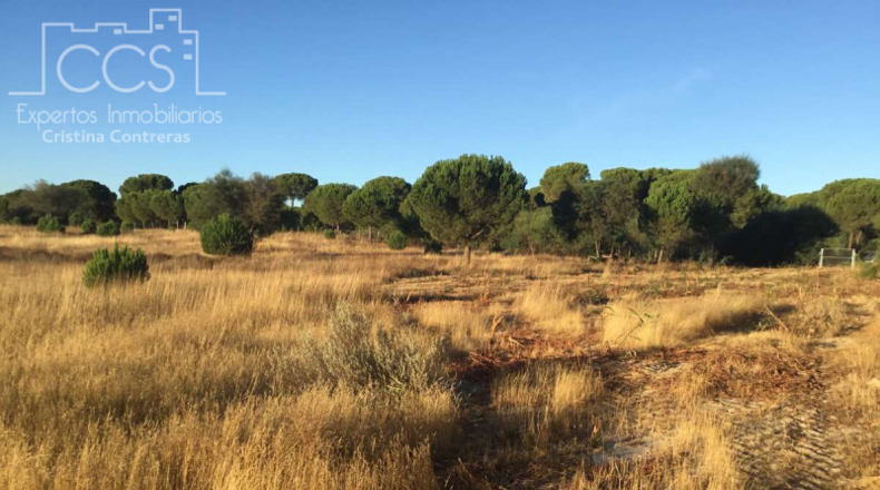 Huelva - Almonte - 30000m2
