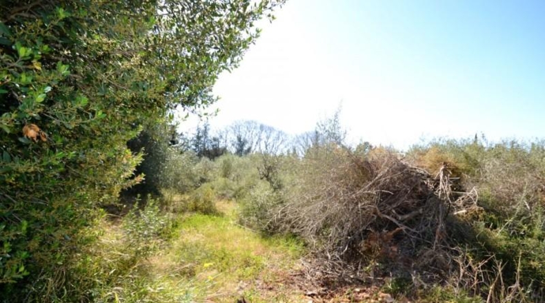 Balearic Islands - Muro - 11955m2