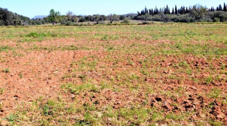 Balearic Islands - Muro - 11955m2