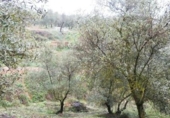 Non-developable land for sale on España, Peligros, ref: TR409246 photo