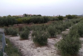 Cehegín 4367&nbsp;m²
