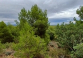 Parcela urbanizable en venta en la España, Casinos, ref: TR124362 foto
