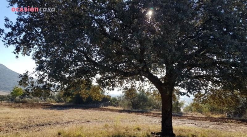 Córdoba - Santa Eufemia - 50000m2