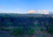 Detached villa with land for sale on España, Masdenverge, ref: TR302890 photo
