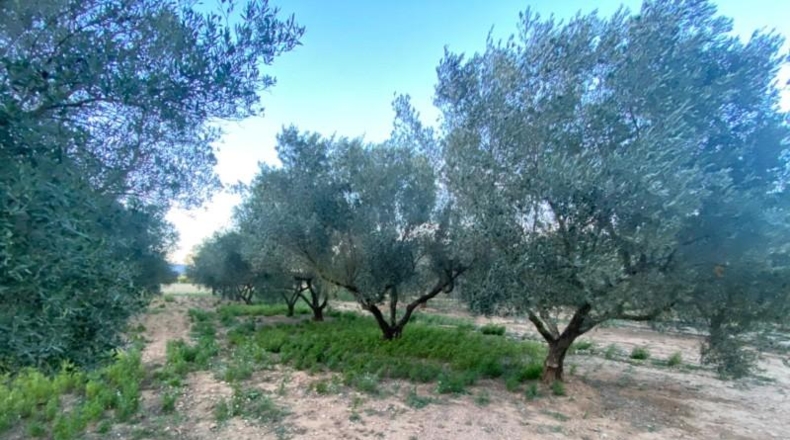 Tarragona - Masdenverge - 12202m2