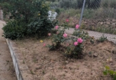 Country house with land for sale on España, Fuente Obejuna, ref: TR406892 photo