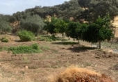 Country house with land for sale on España, Fuente Obejuna, ref: TR406892 photo