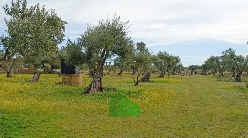 Badajoz - Montijo - 12522m2