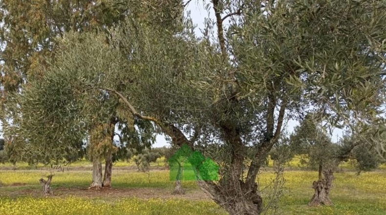 Badajoz - Montijo - 12522m2