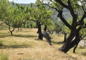 Chalet independiente con terreno en venta en la España, Benifato, ref: TR353078 foto