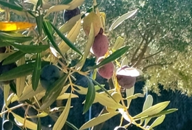 Foto 14