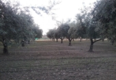 Terreno no urbanizable en venta en la España, La Zubia, ref: TR409535 foto