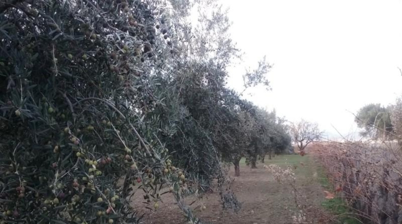 Granada - La Zubia - 3597m2