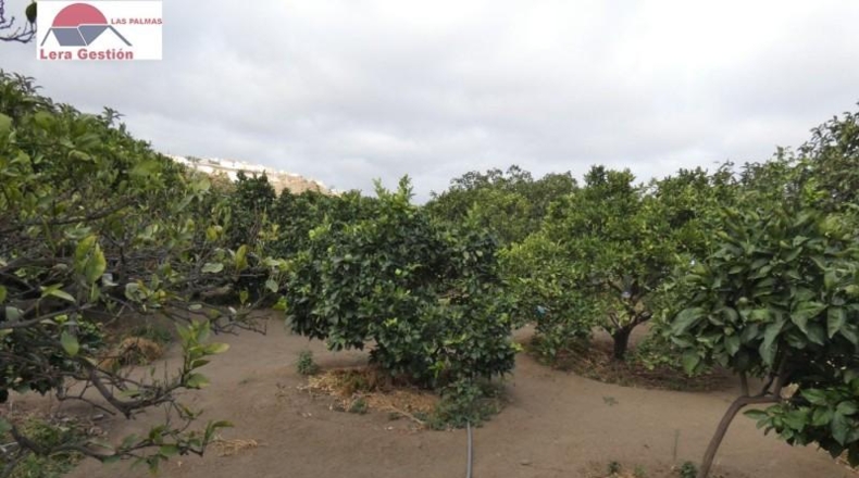 Las Palmas - Telde - 700m2