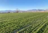 Detached villa with land for sale on España, Pinos Puente, ref: TR327212 photo