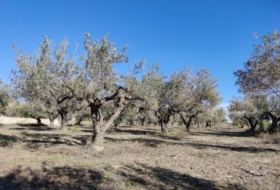 Ontinyent 12065&nbsp;m²