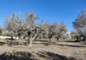 Terreno no urbanizable en venta en la España, Ontinyent, ref: TR366251 foto