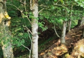 Rural estate for sale on España, Miera, ref: TR329876 photo