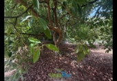 Terreno no urbanizable en venta en la España, Almuñécar, ref: TR321657 foto