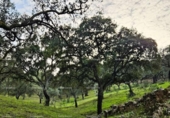 Земля на продажу у города Alájar Фото