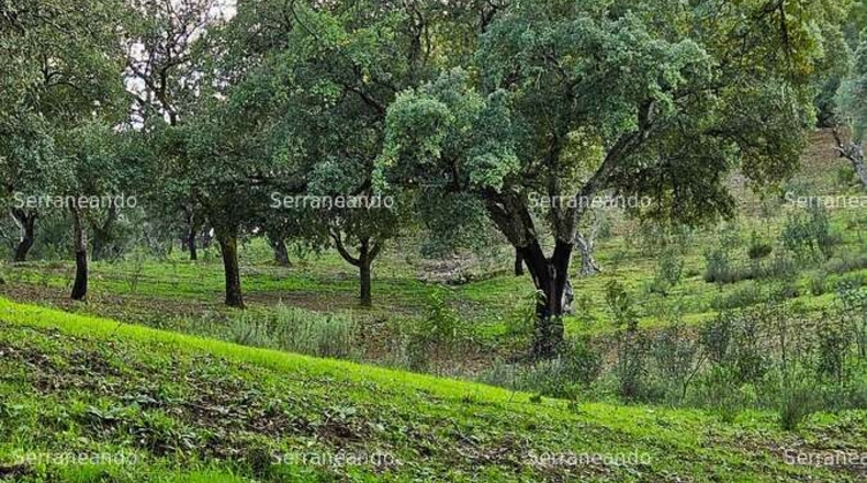 Huelva - Alájar - 50622m2