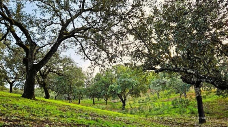 Huelva - Alájar - 50622m2