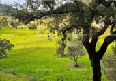 Земля на продажу у города Alájar Фото