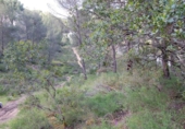 Sòl urbà en venda a la España, Encinarejo de Córdoba, ref.: TR219000 foto