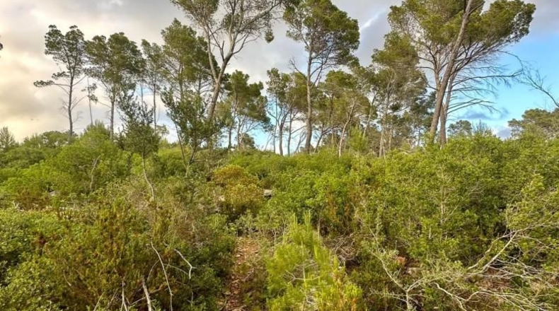 Islas Baleares - Andratx - 12241m2