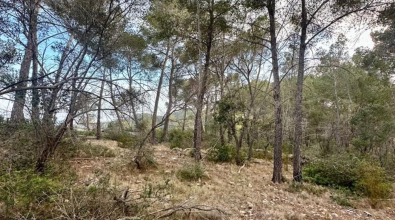 Islas Baleares - Andratx - 12241m2