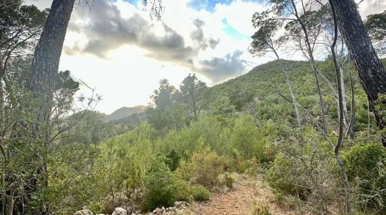 Islas Baleares - Andratx - 12241m2