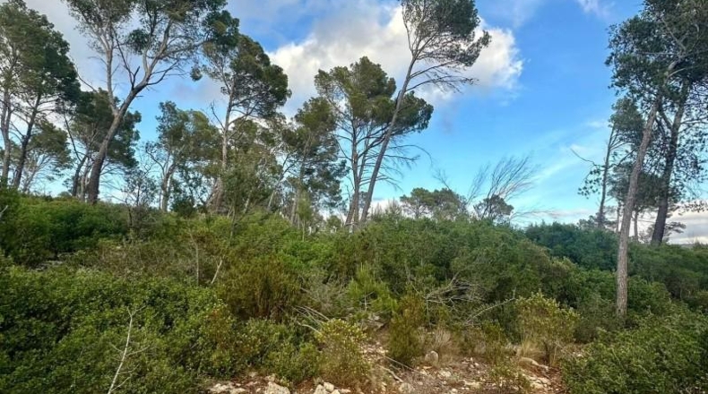 Islas Baleares - Andratx - 12241m2