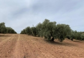 Terreno no urbanizable en venta en la España, Lucena, ref: TR254997 foto