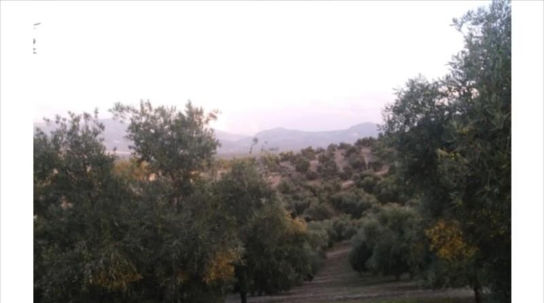 Córdoba - Lucena - 28000m2
