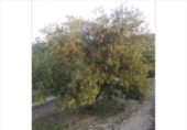 Terreno no urbanizable en venta en la España, Lucena, ref: TR194569 foto