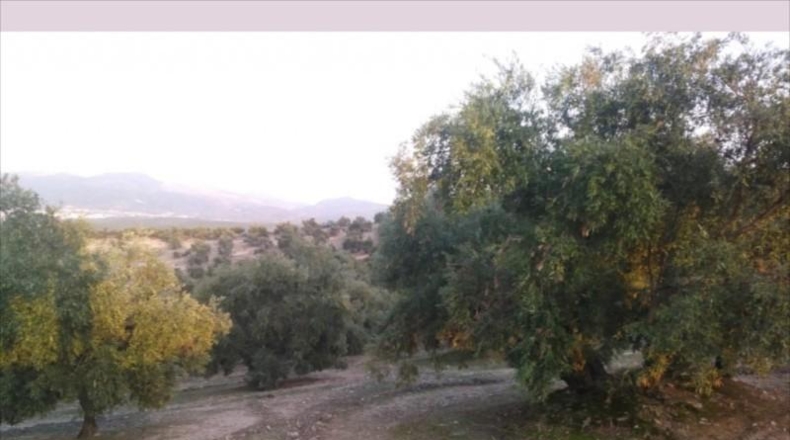 Córdoba - Lucena - 28000m2