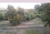 Terreno no urbanizable en venta en la España, Lucena, ref: TR194569 foto