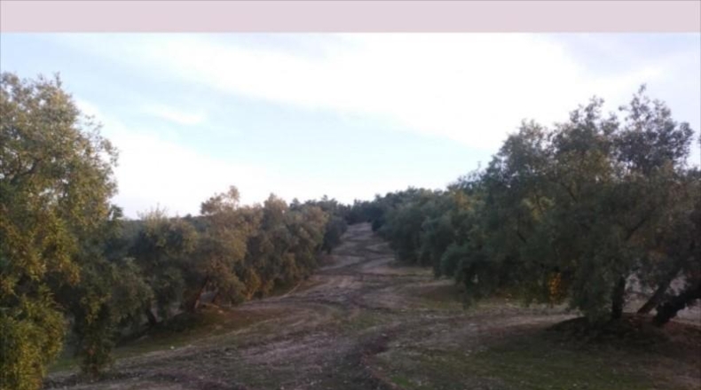 Córdoba - Lucena - 28000m2